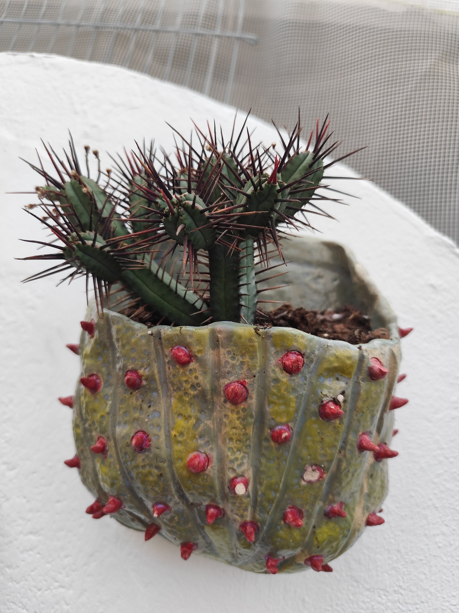 Cactus de espinas rojas — vista 1