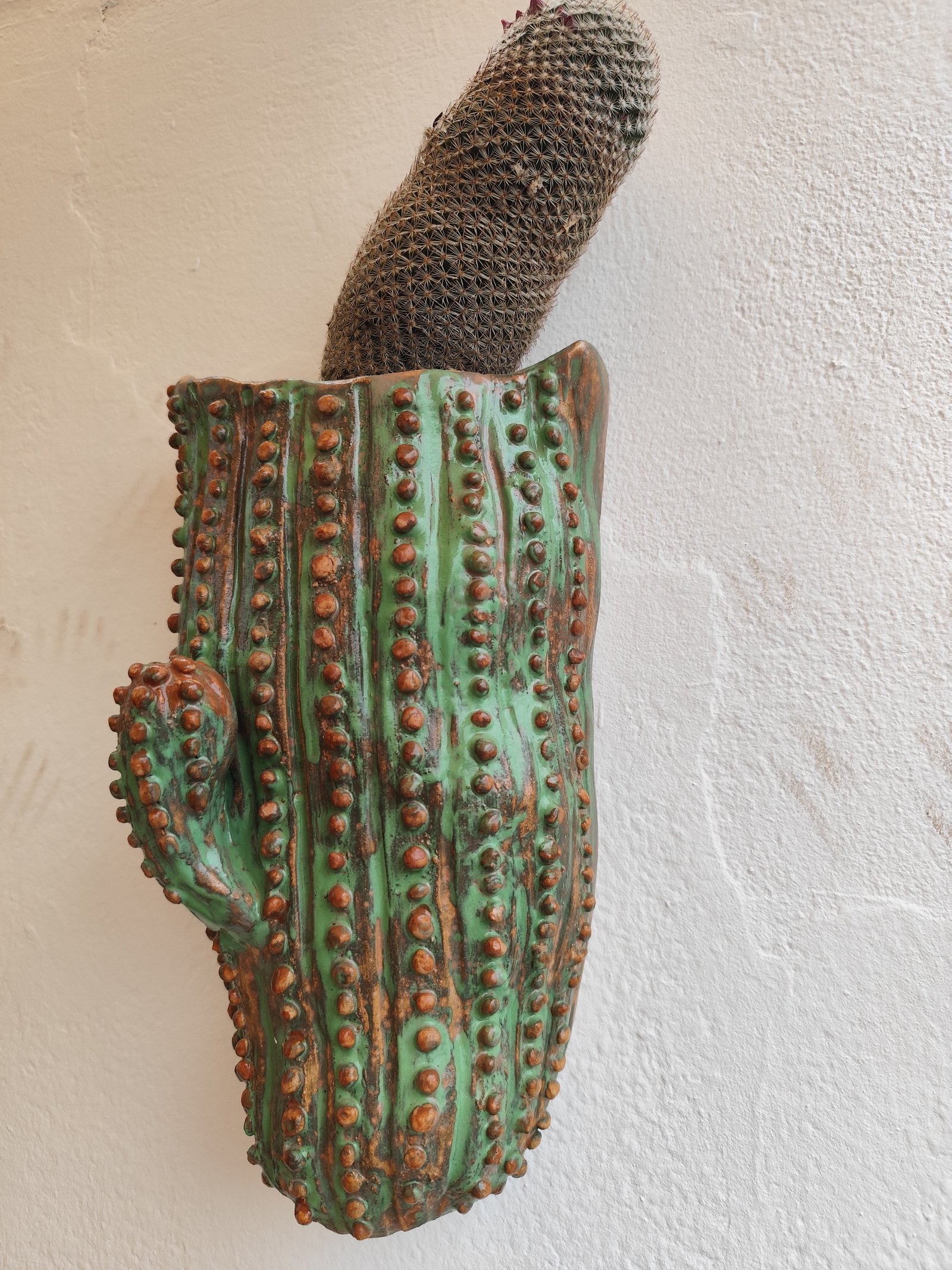 Cactus columnar — vista 1