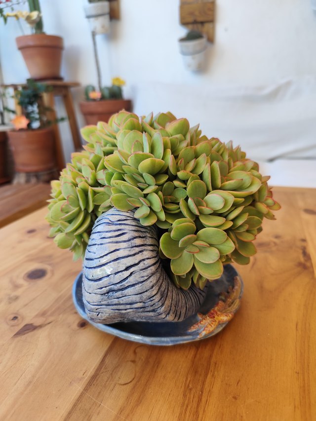 Ola