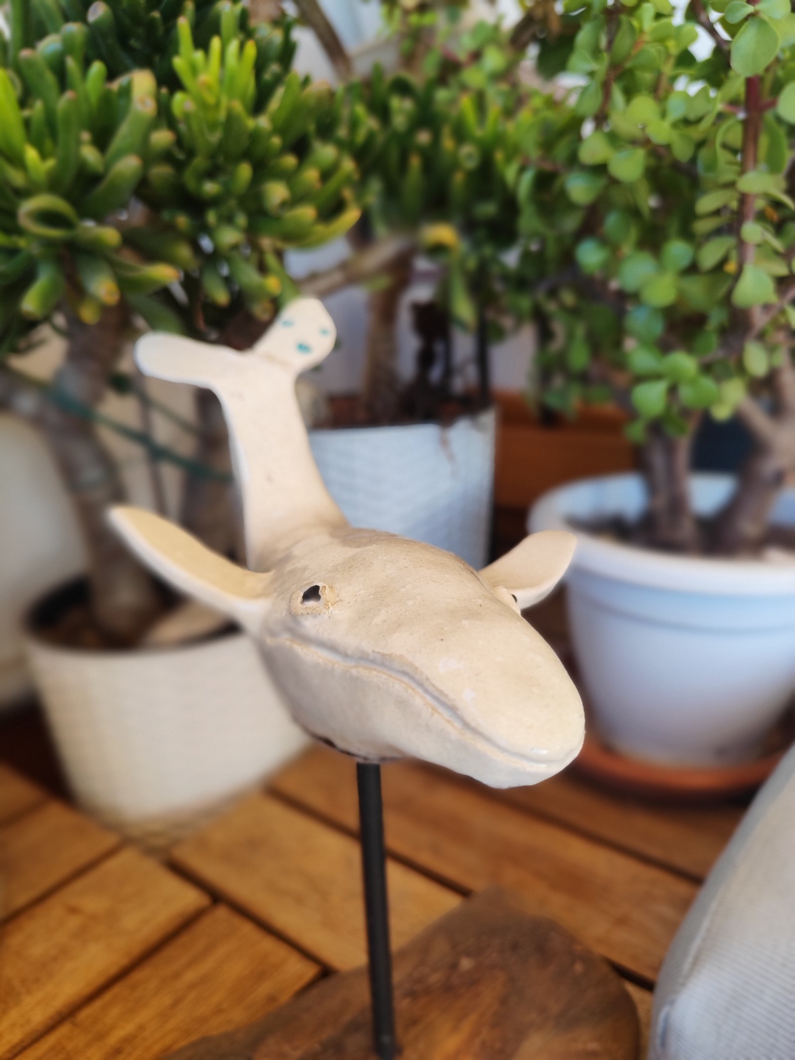 Ballena — vista 1
