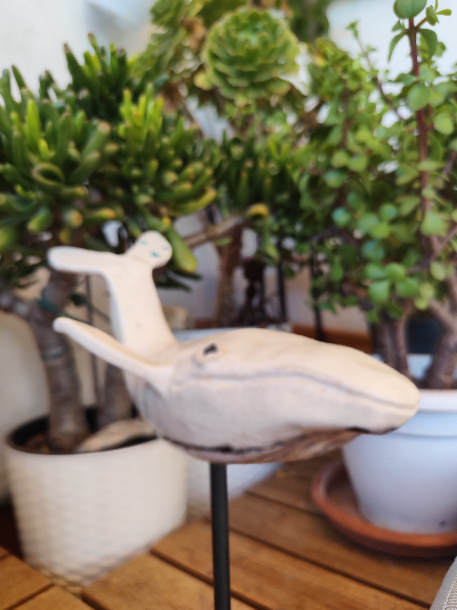 Ballena — vista 2
