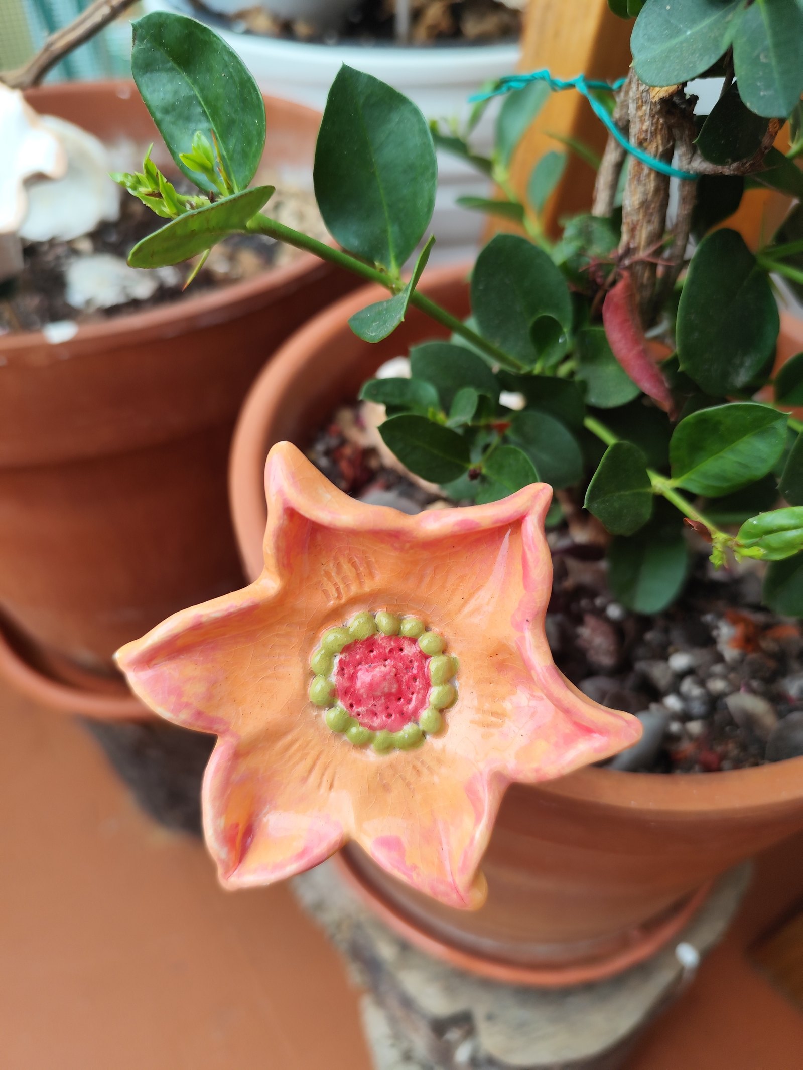 Flor de cinco pétalos — vista 1