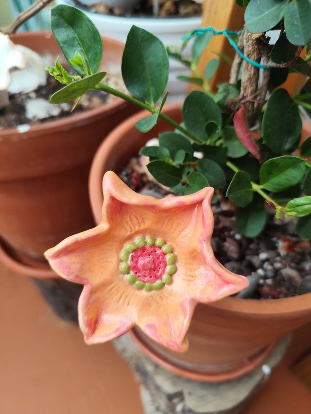 Flor de cinco pétalos