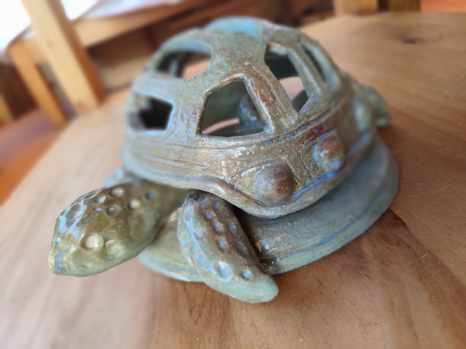 Tortuga de caparazón calado — vista 1