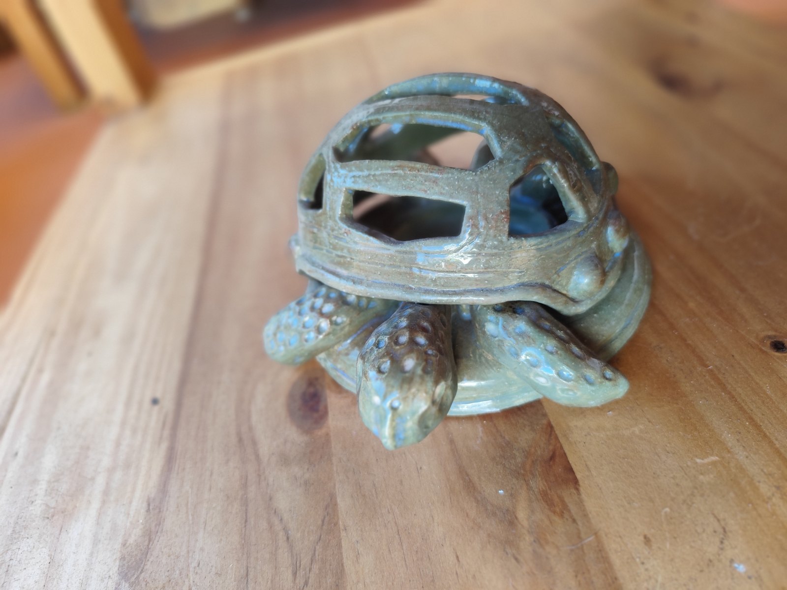 Tortuga de caparazón calado — vista 4